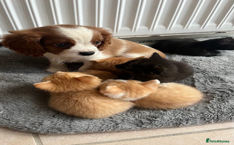 Cavalier King Charles Spaniel dogs - Advert 9