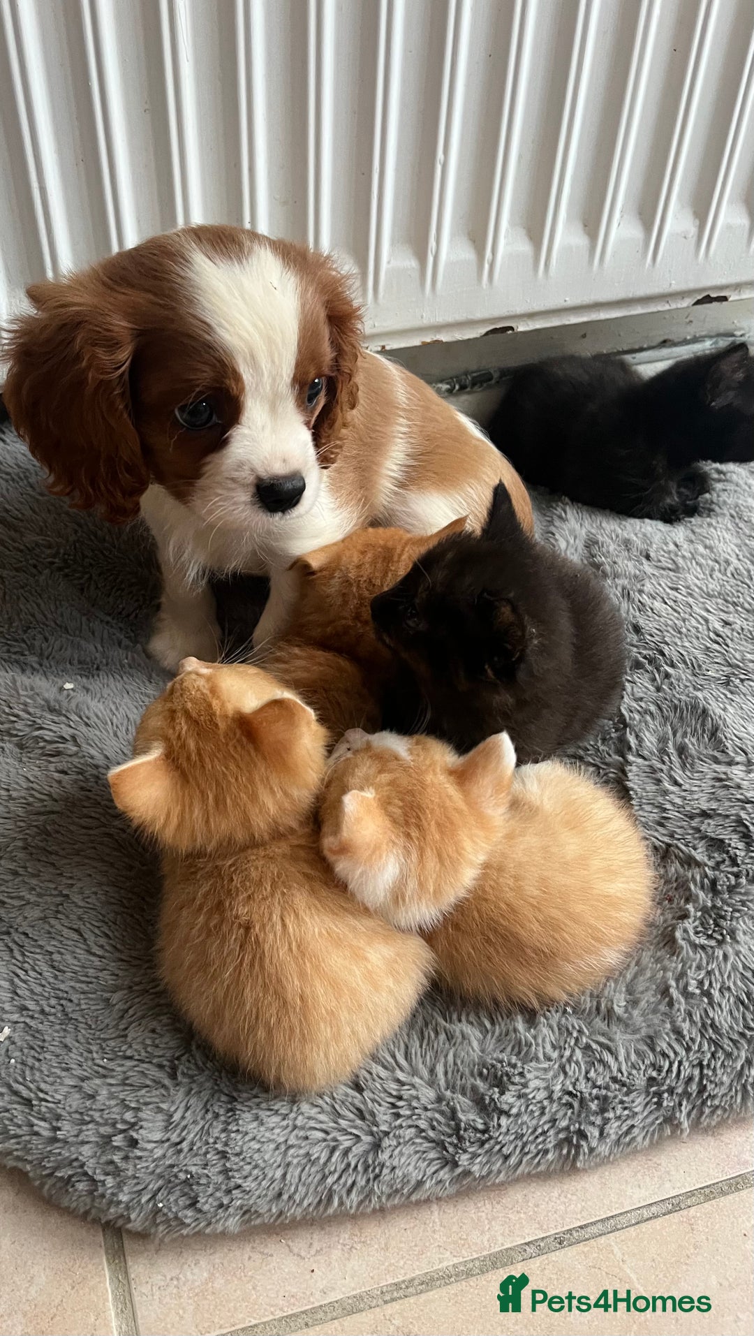 Cavalier King Charles Spaniel dogs for sale: Ready now, cavalier King Charles pups - Image 6