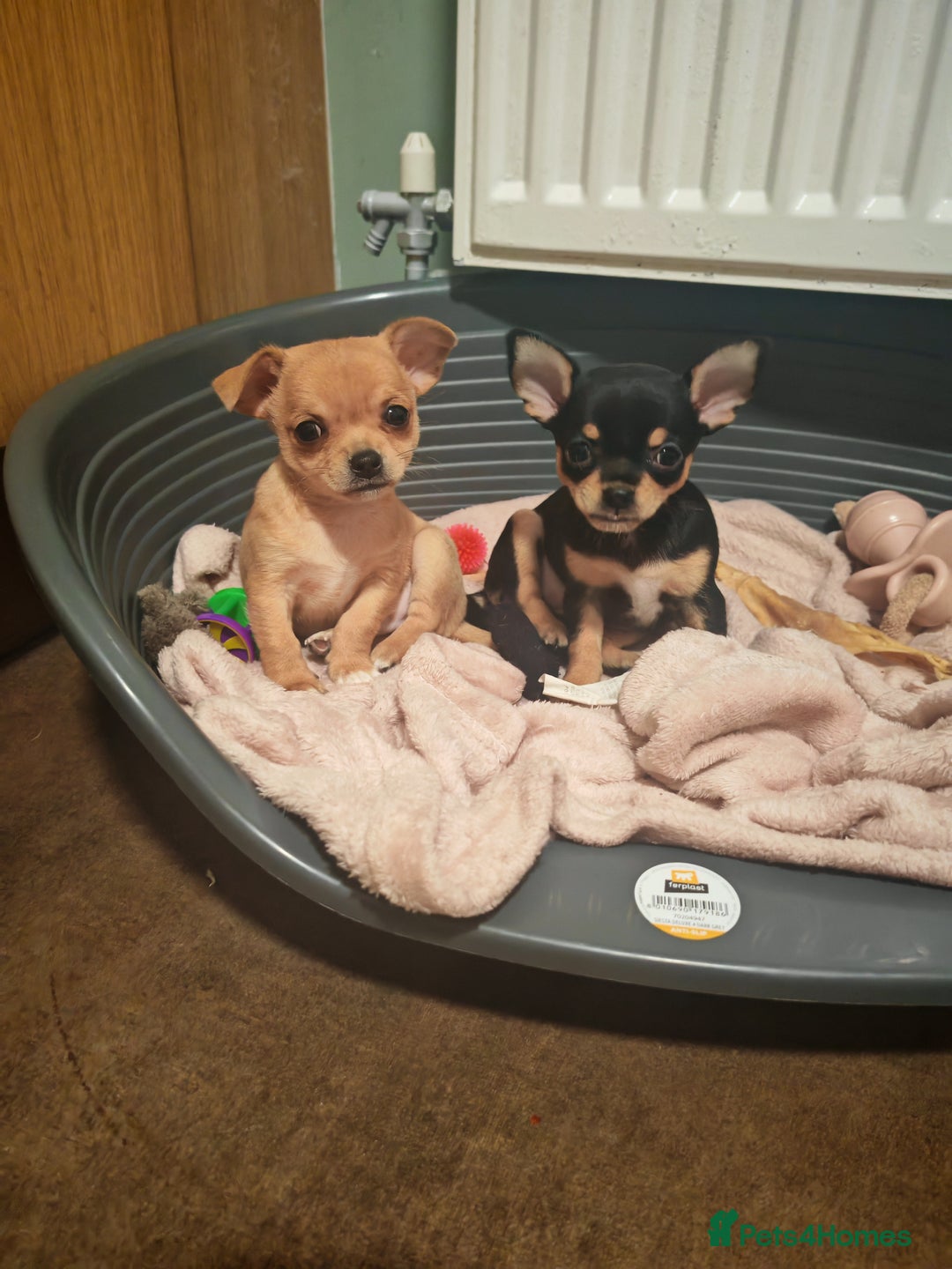 Chihuahua dogs for sale: Tiny chihuahua's  - Image 5