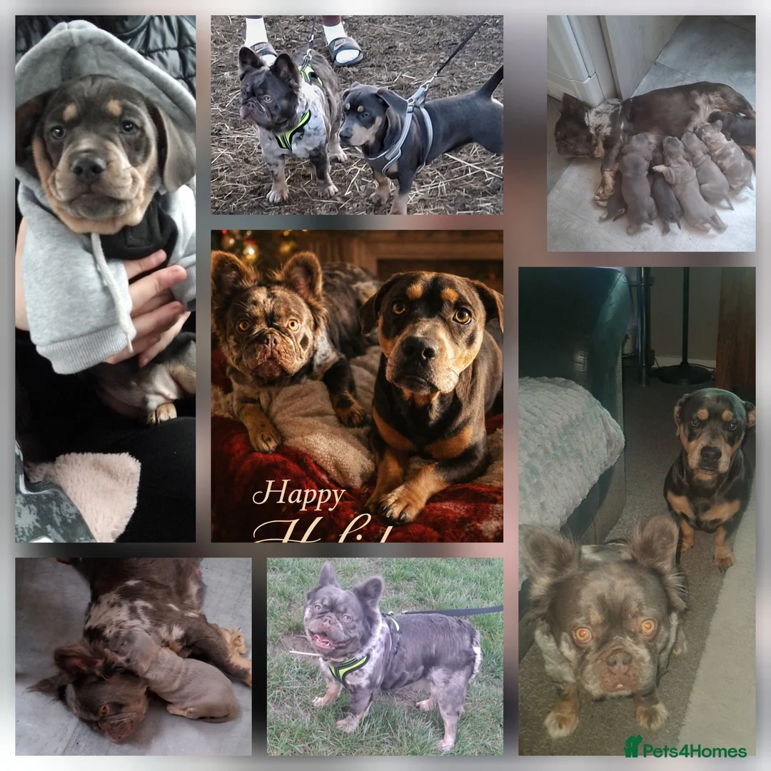 Mixed Breed dogs for sale: 3/4 french bulldog X miniature dachshund  in Dewsbury - Advert 13