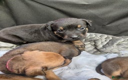 Mixed Breed dogs for sale: Rottweiler/pressa f1 - Image 5