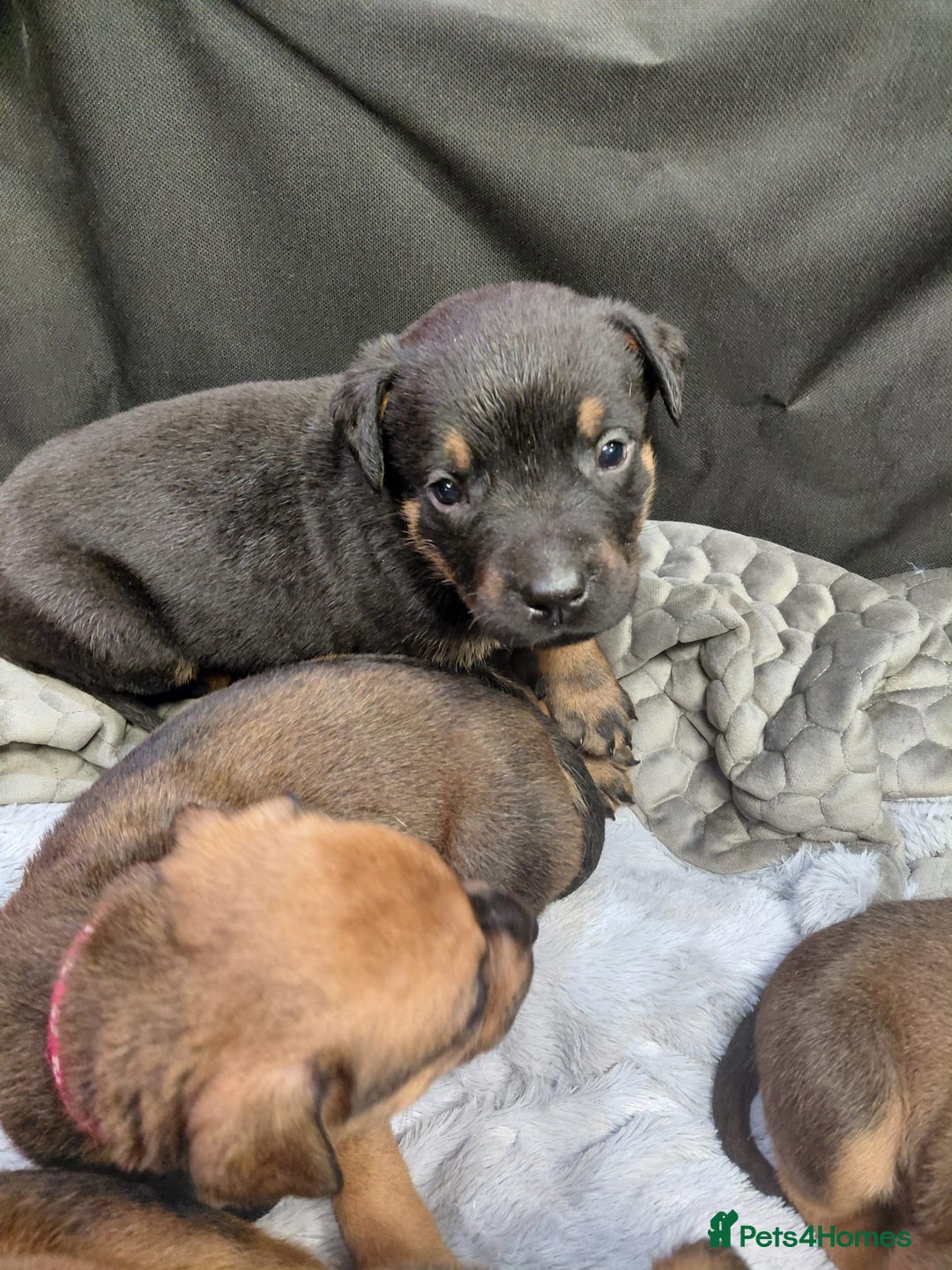 Mixed Breed dogs for sale: Rottweiler/pressa f1 - Image 5