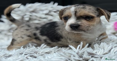 Mixed Breed dogs - Advert 15
