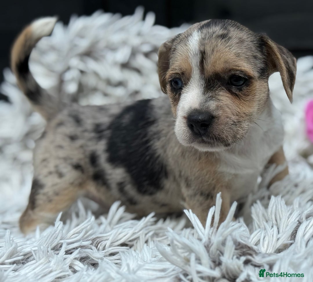Mixed Breed dogs for sale: Stunning chunky Jack Russell x puppies, ready fri - Image 2