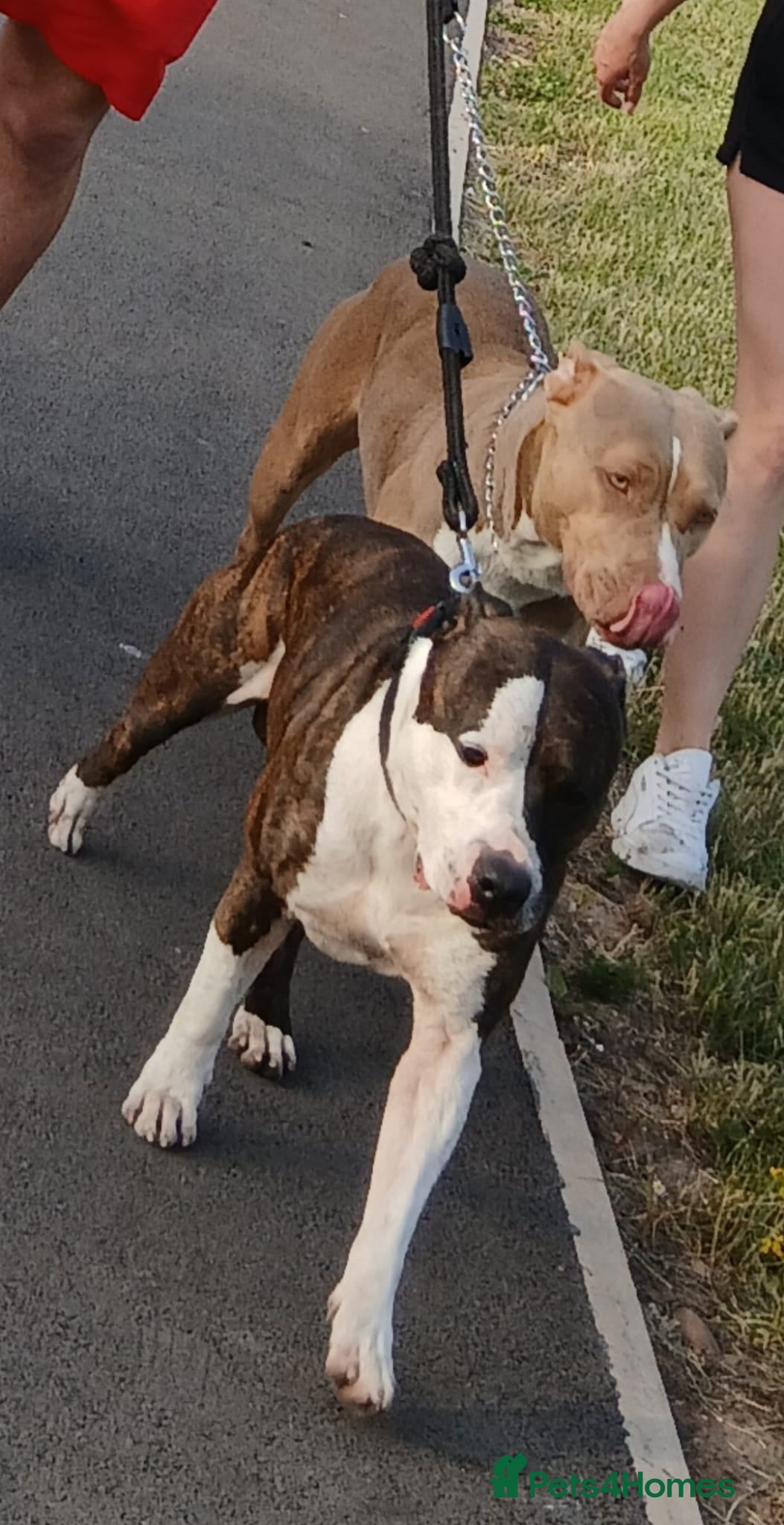 Mixed Breed dogs American bully Staffordshire bull terrier Puppies  - Advert 1