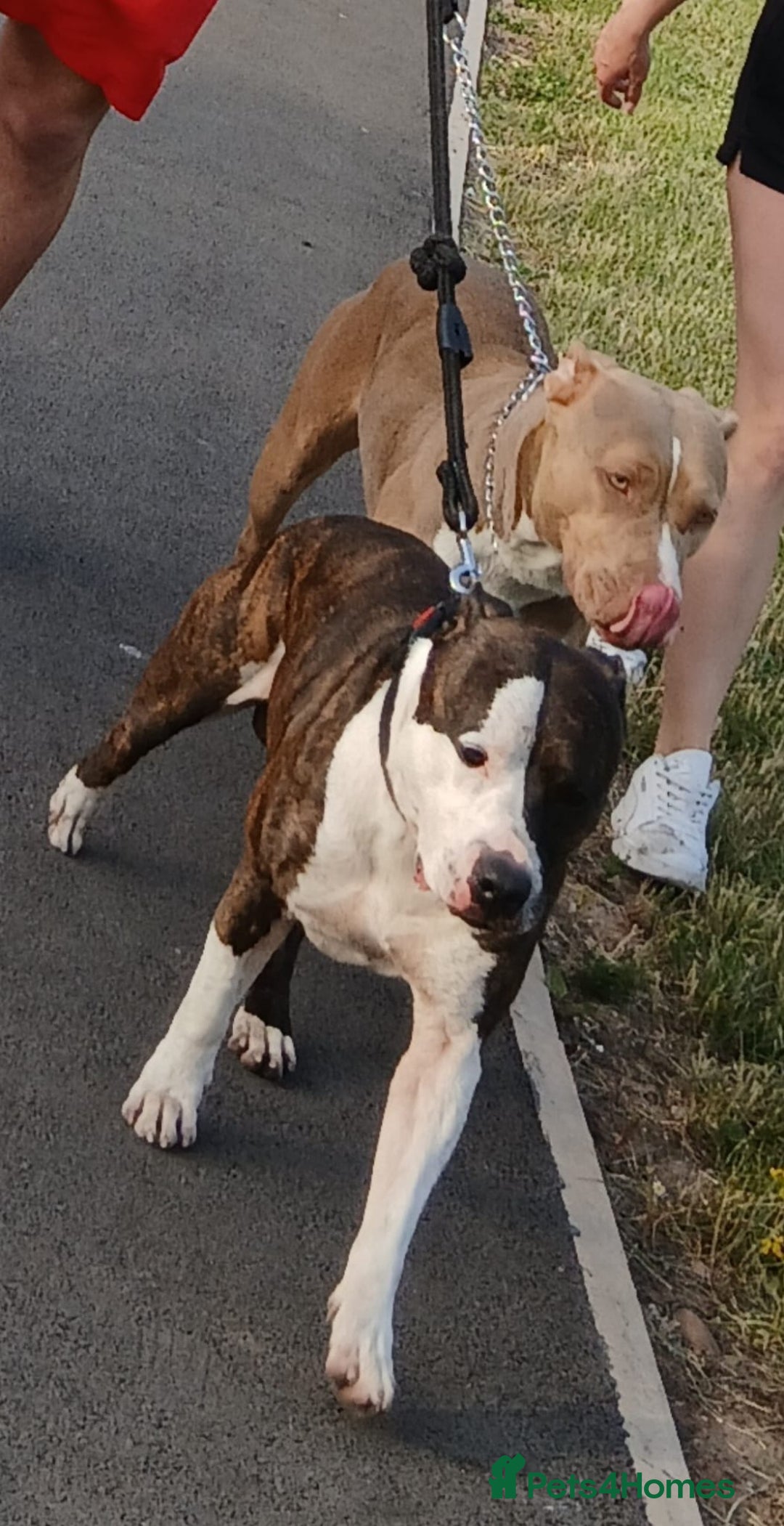 Mixed Breed dogs for sale: American bully Staffordshire bull terrier Puppies  - Advert 22