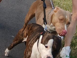 Mixed Breed dogs American bully Staffordshire bull terrier Puppies - Advert 14