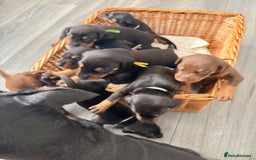 Dobermann dogs for sale: Doberman pups - Image 5