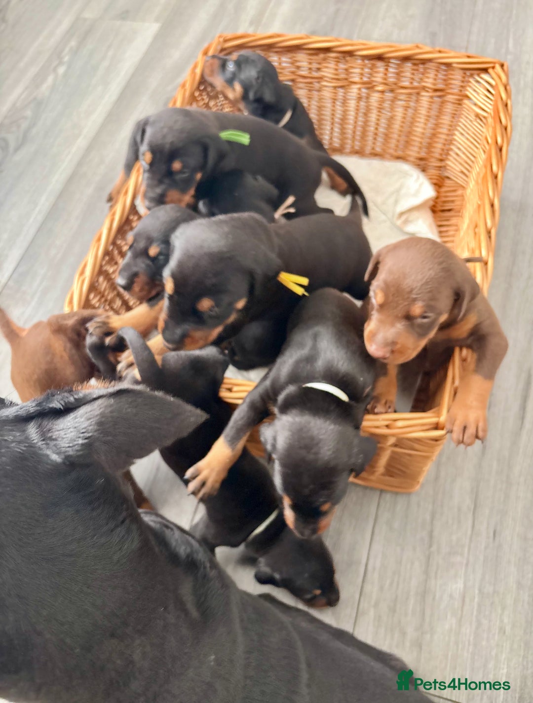 Dobermann dogs for sale: Doberman pups - Image 5