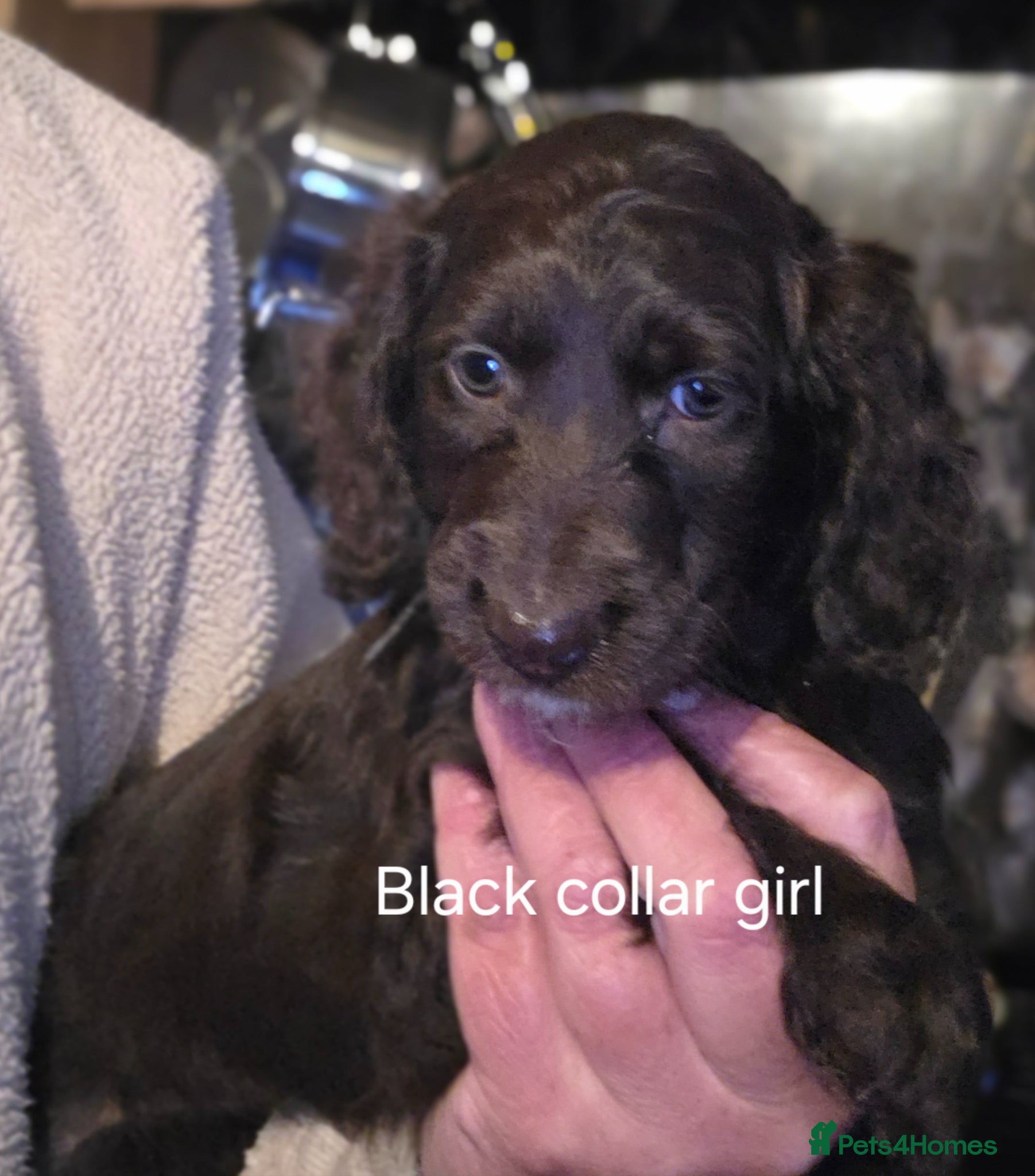 Cockapoo dogs Cockerpoo puppies F1 Reduced One Boy One Girl left - Advert 5