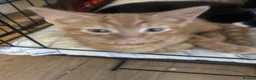 Mixed Breed cats for sale: 7 beautiful kittens looking for their forever home - Advert 6