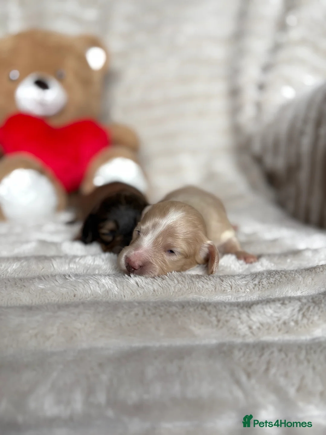 Miniature Dachshund dogs for sale: KC CREAM LONG HAIRED MINIATURE DACHSHUNDS🤍 - Advert 9