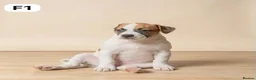 American Bulldog dogs for sale: American Bulldog Puppies - Advert 4
