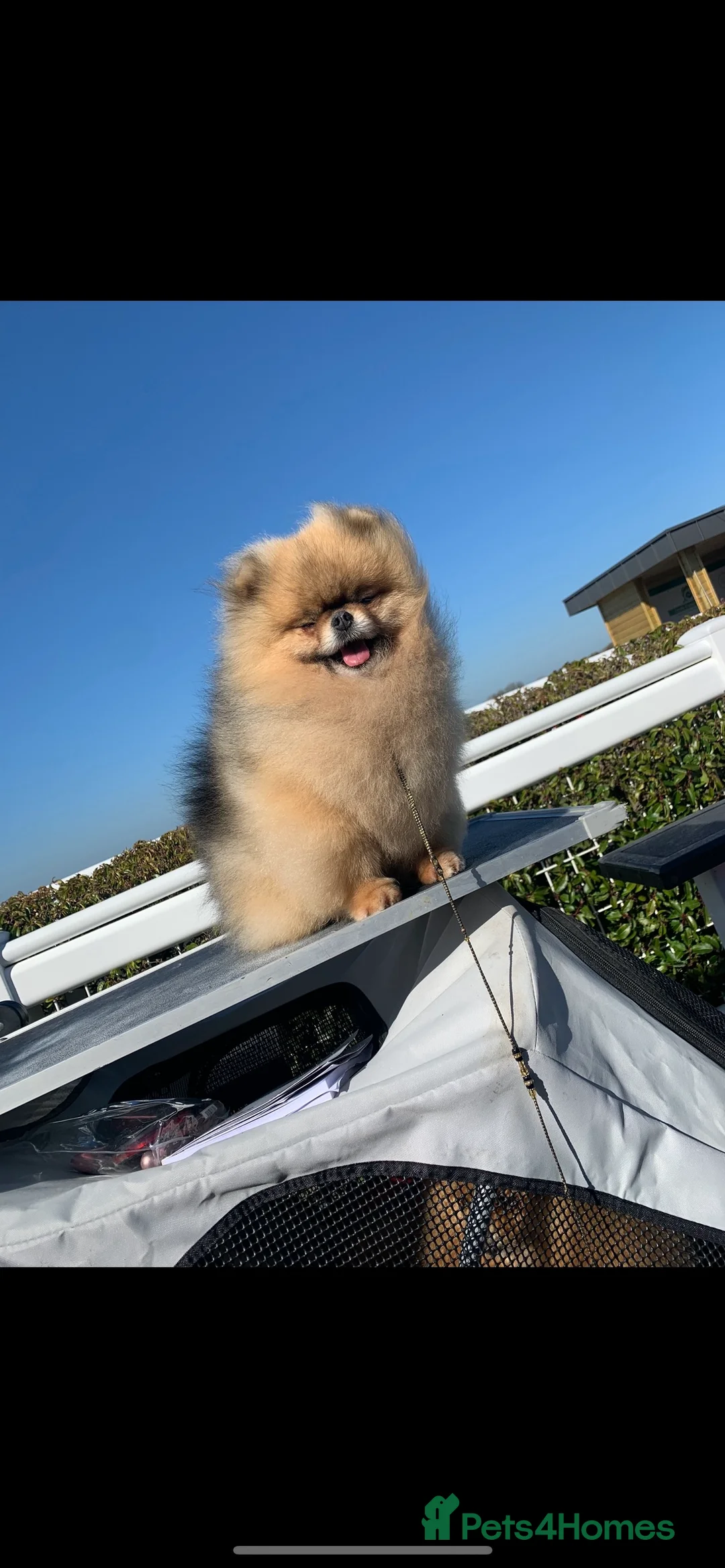 Pomeranian dogs for sale: Pomeranian puppies KC registered  - Advert 2