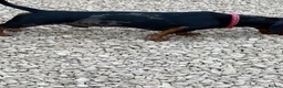 Dachshund dogs for sale: Beautiful tri coloured boy  - Advert 6