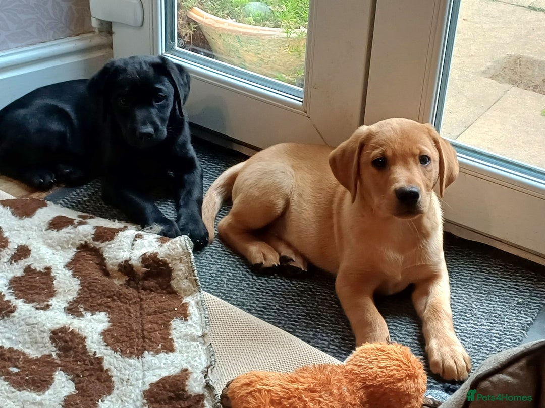 Labrador Retriever dogs for sale: Working/Pet, fully health tested mum and Dad  in Scarborough - Image 1