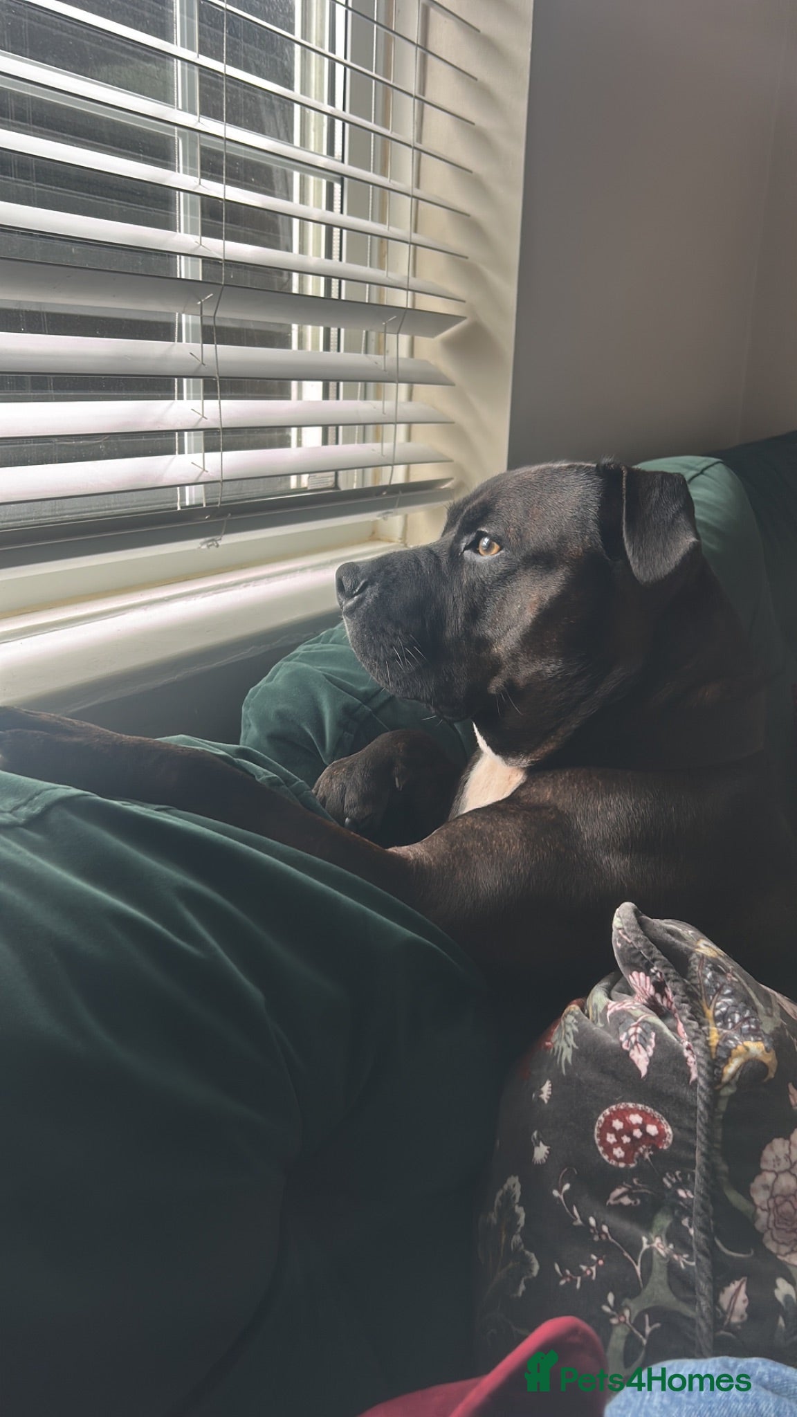 Staffordshire Bull Terrier dogs Loving Eddie the Staffy for rehome  - Advert 2