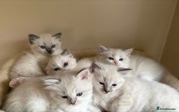 Ragdoll cats for sale: 5 beautiful GCCF Ragdoll kittens - Image 1