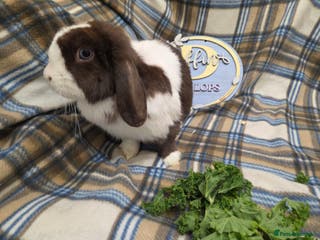 Mini Lop rabbits Mini lop bunnies - Advert 7