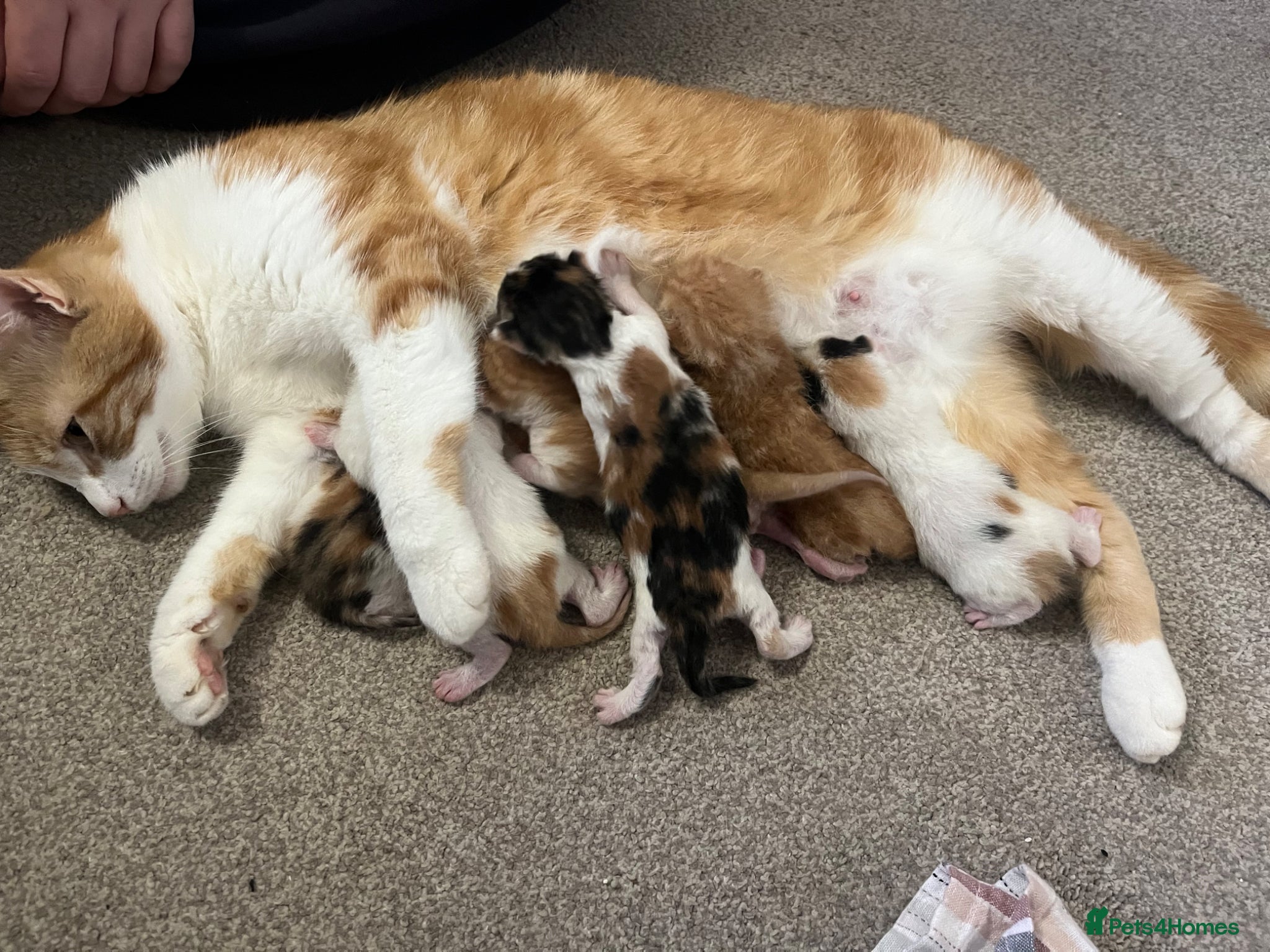 Mixed Breed cats for sale: 6 friendly and playful kittens - Advert 15