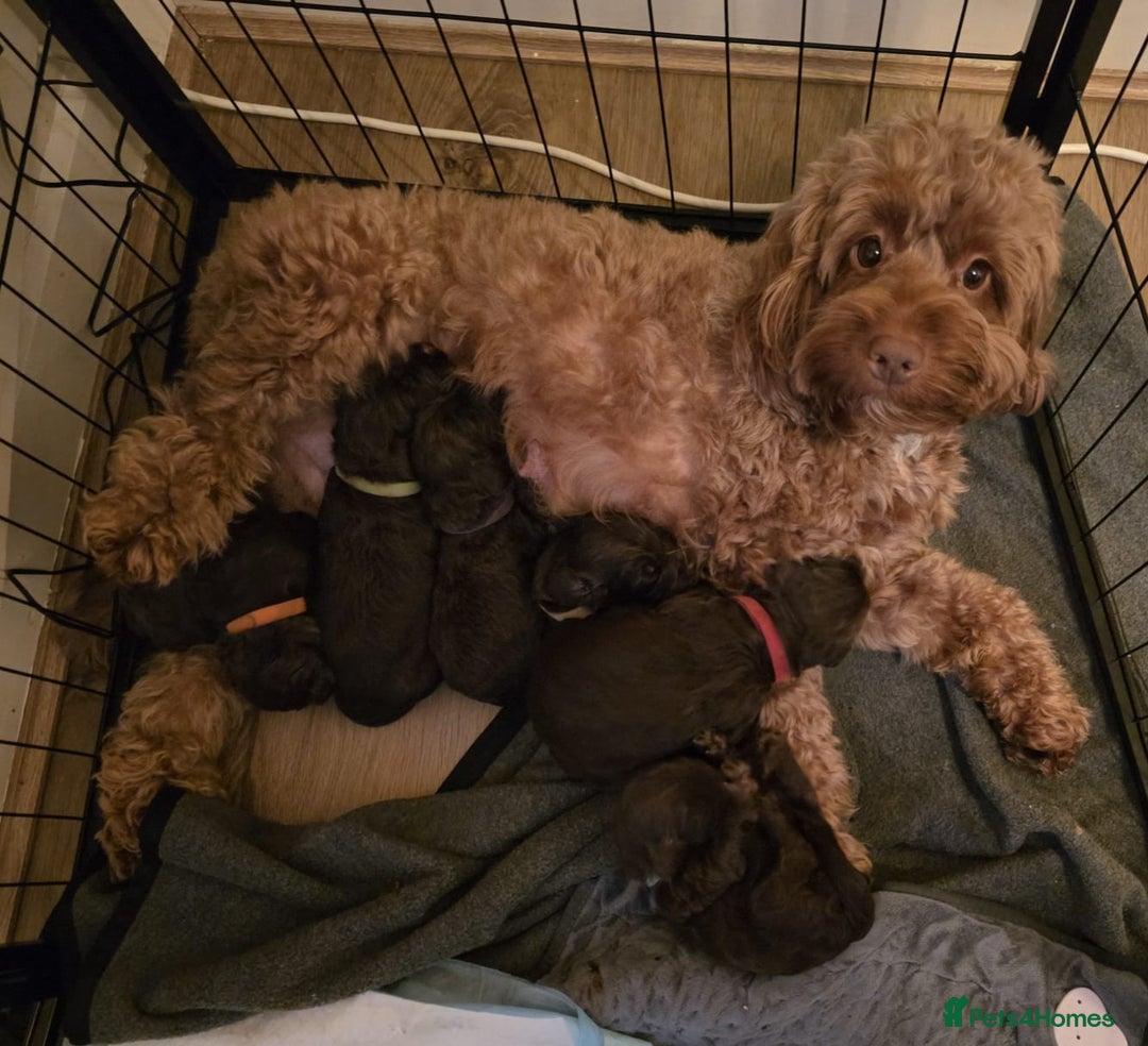 Cockapoo dogs for sale: Cockapoo Puppies - Advert 4