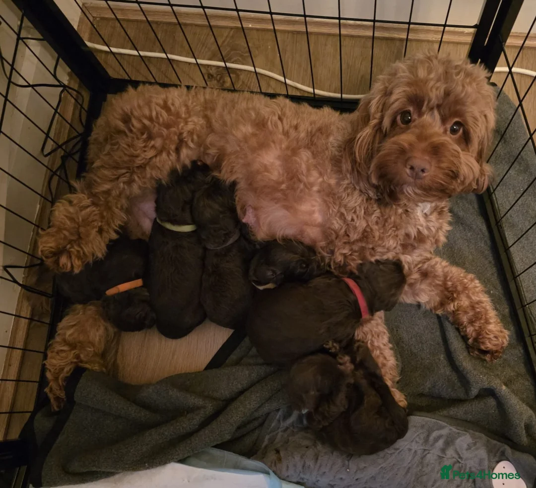 Cockapoo dogs for sale: Cockapoo Puppies  - Advert 5