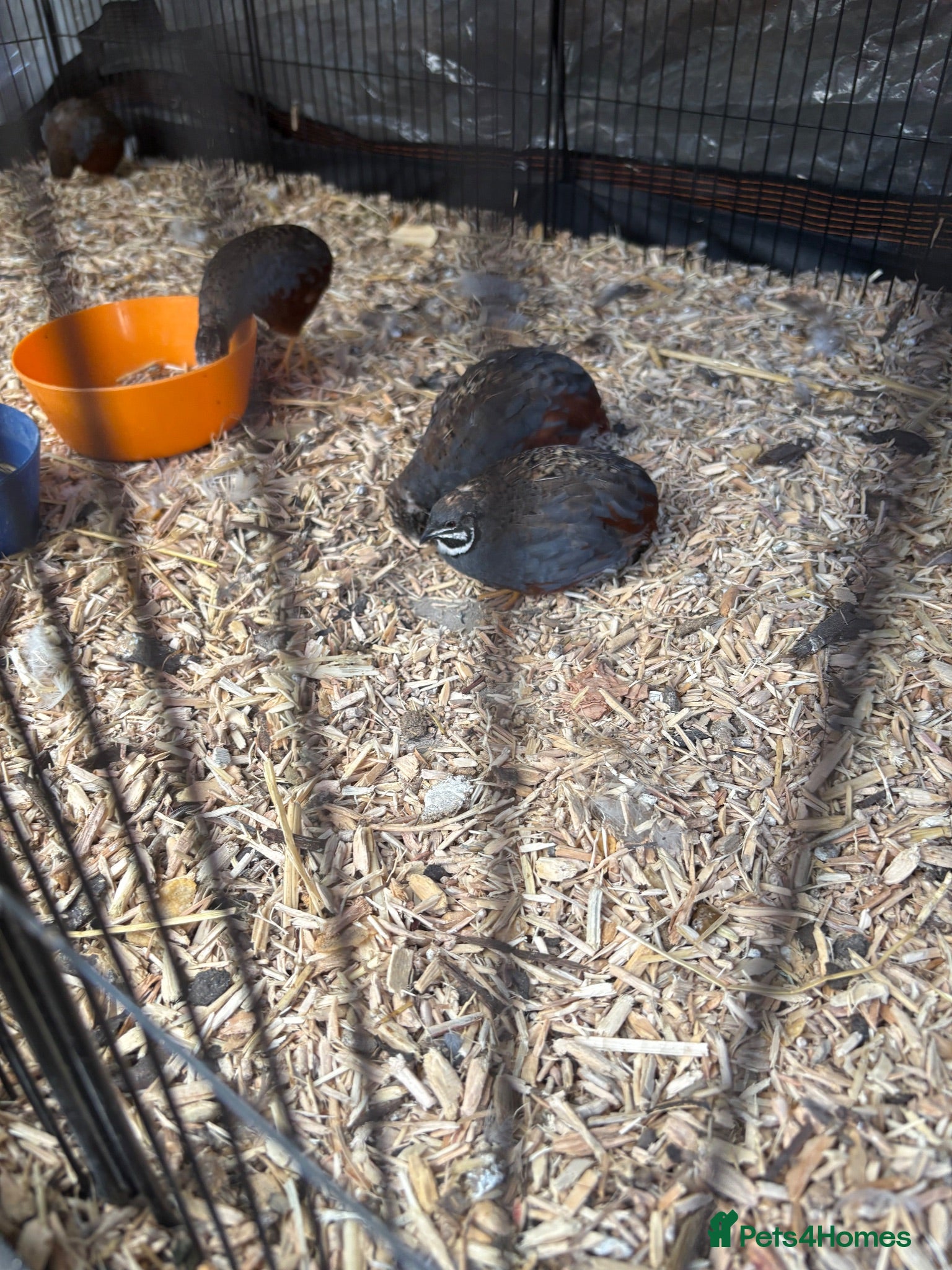 Quail poultry Button Quail - Advert 8