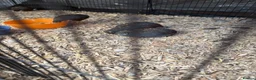 Quail poultry for sale: Button Quail in Portsmouth - Advert 1