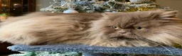 British Longhair cats for sale: British long hair adults  - Advert 4