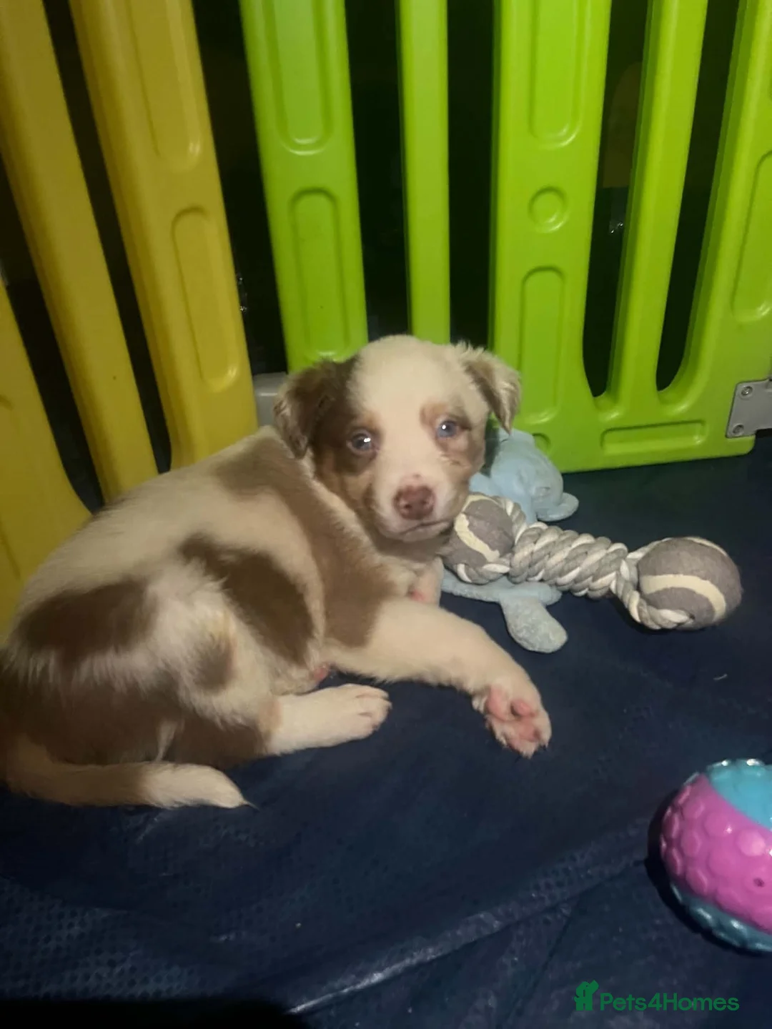 Border Collie dogs for sale: Stunning border collie puppies 🐶 in Manchester - Advert 11