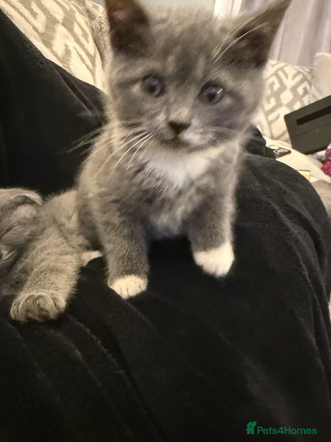 British Shorthair cats for sale: Kitten -Girl  - Advert 2