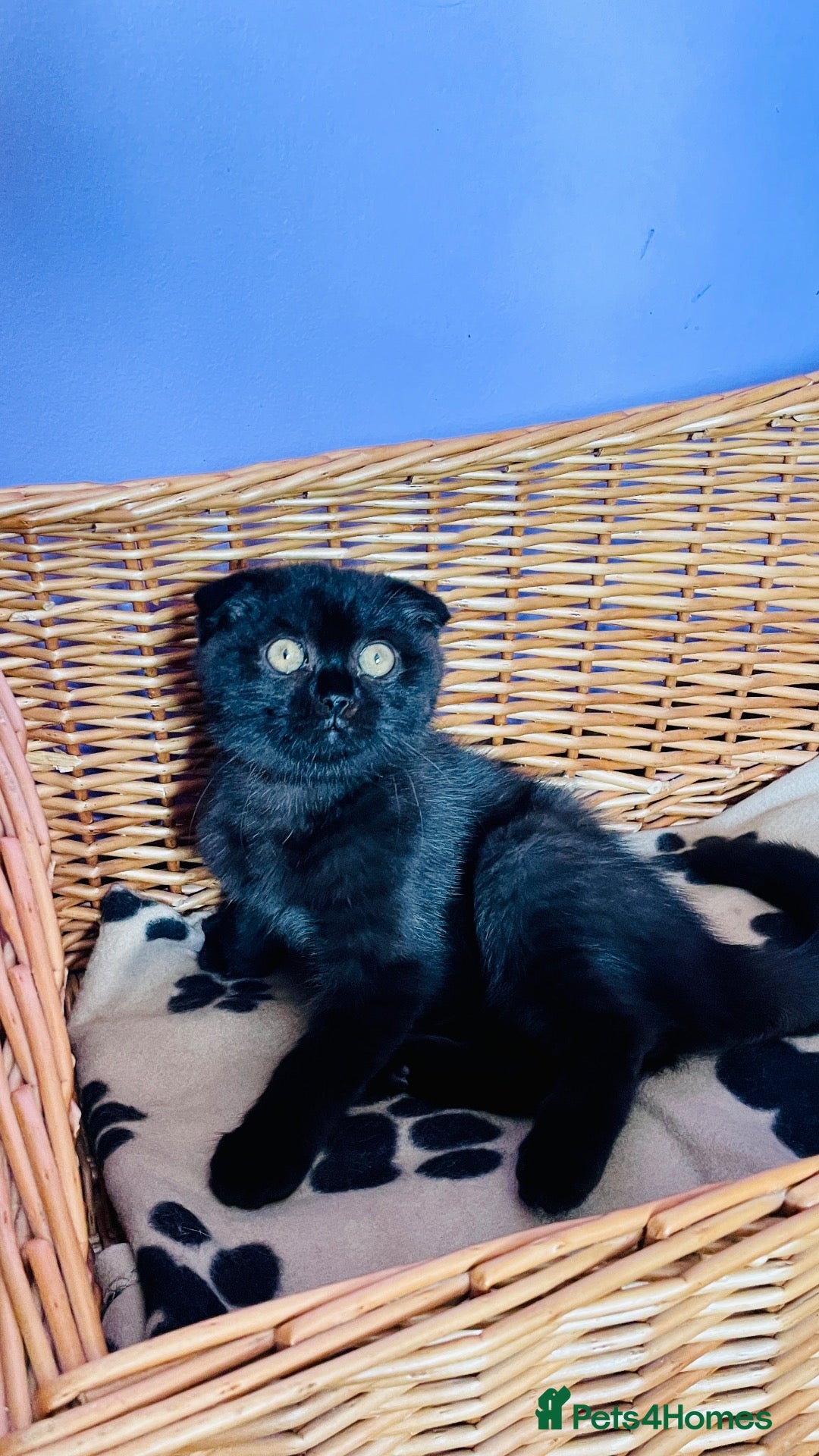 Scottish Fold cats Beautiful Scottish fold/straight kittens - Advert 12