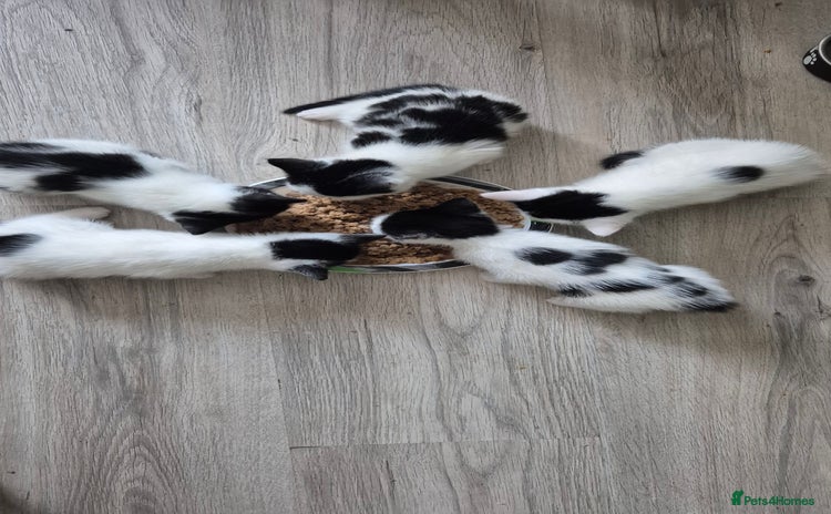 Mixed Breed cats - Advert 1