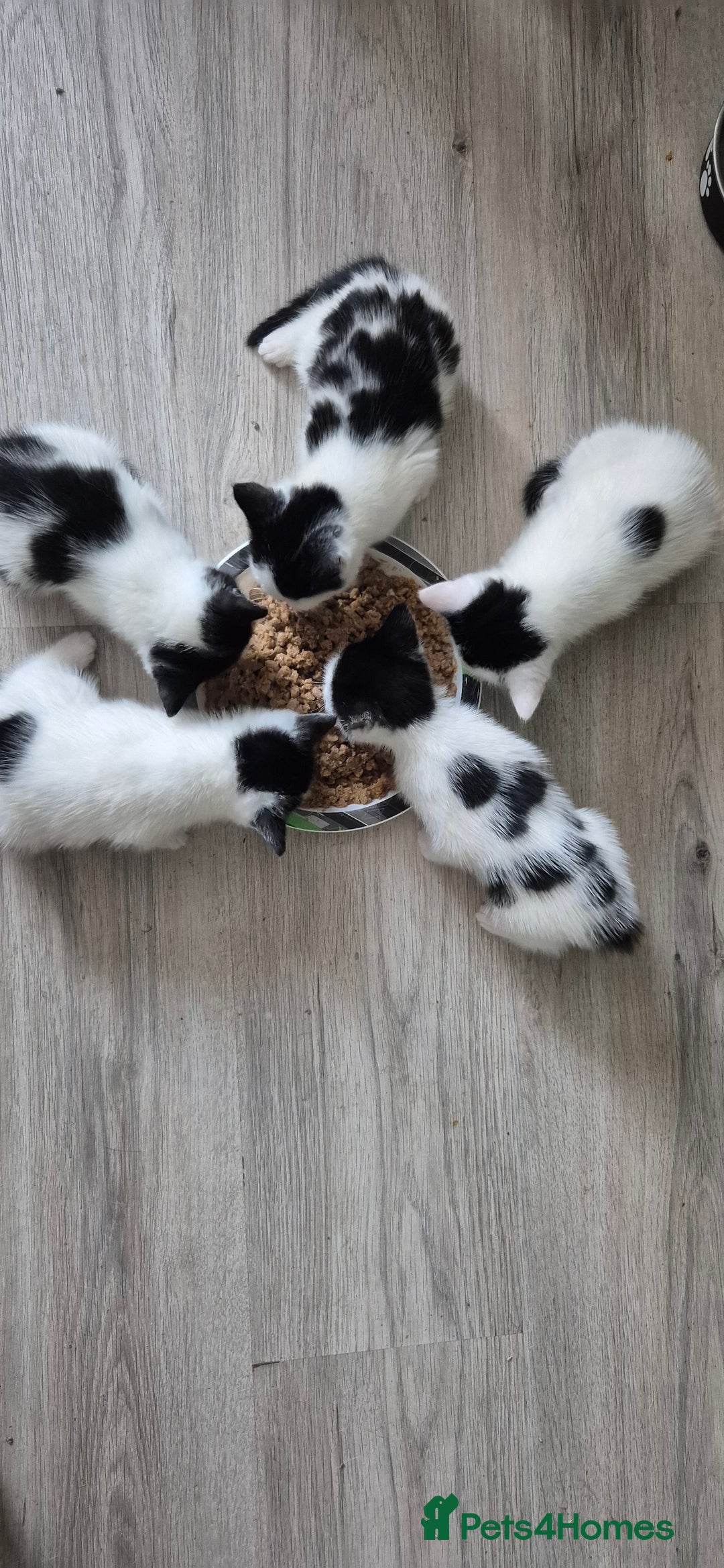 Mixed Breed cats for sale: Felix cats - Image 1