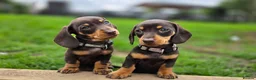 Miniature Dachshund dogs for sale: 2 Gorgeous Miniature dachshund females  - Advert 7
