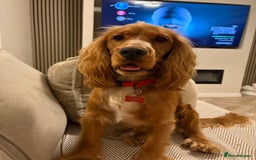 Cocker Spaniel dogs for sale: Cocker spaniel (Scooby) 1 year old - Image 2
