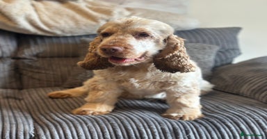 Cocker Spaniel dogs - Advert 12