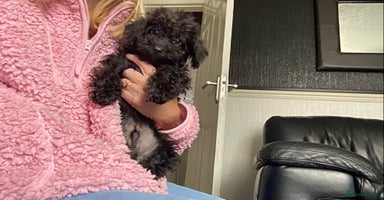 Doxiepoo dogs - Advert 15