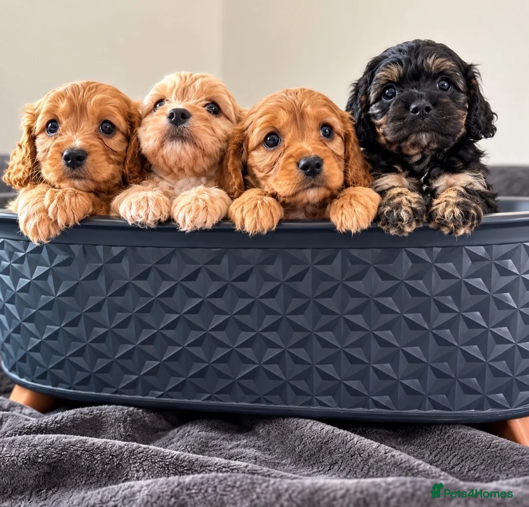 Cavapoo dogs for sale: First sneak peek of these adorable Cavapoo’s - Advert 2