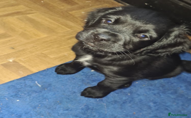 Mixed Breed dogs - Advert 5