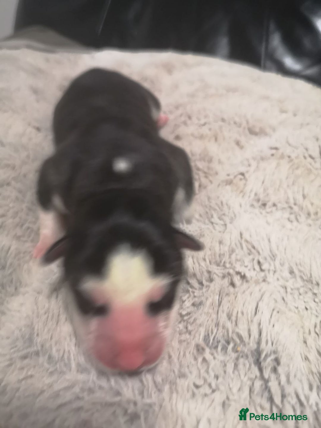 Siberian Husky dogs for sale: Siberian Huskies 1 Male 4 Female - Advert 15