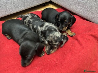 Dachshund dogs Adorable Dachshund Puppies - Advert 1