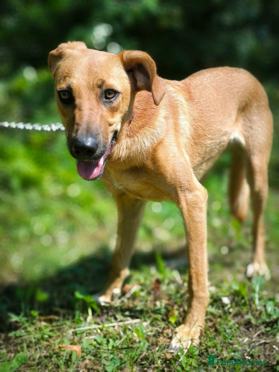 Mixed Breed dogs for adoption: 💖🐶 NIXIE 🐶💖 - Image 6