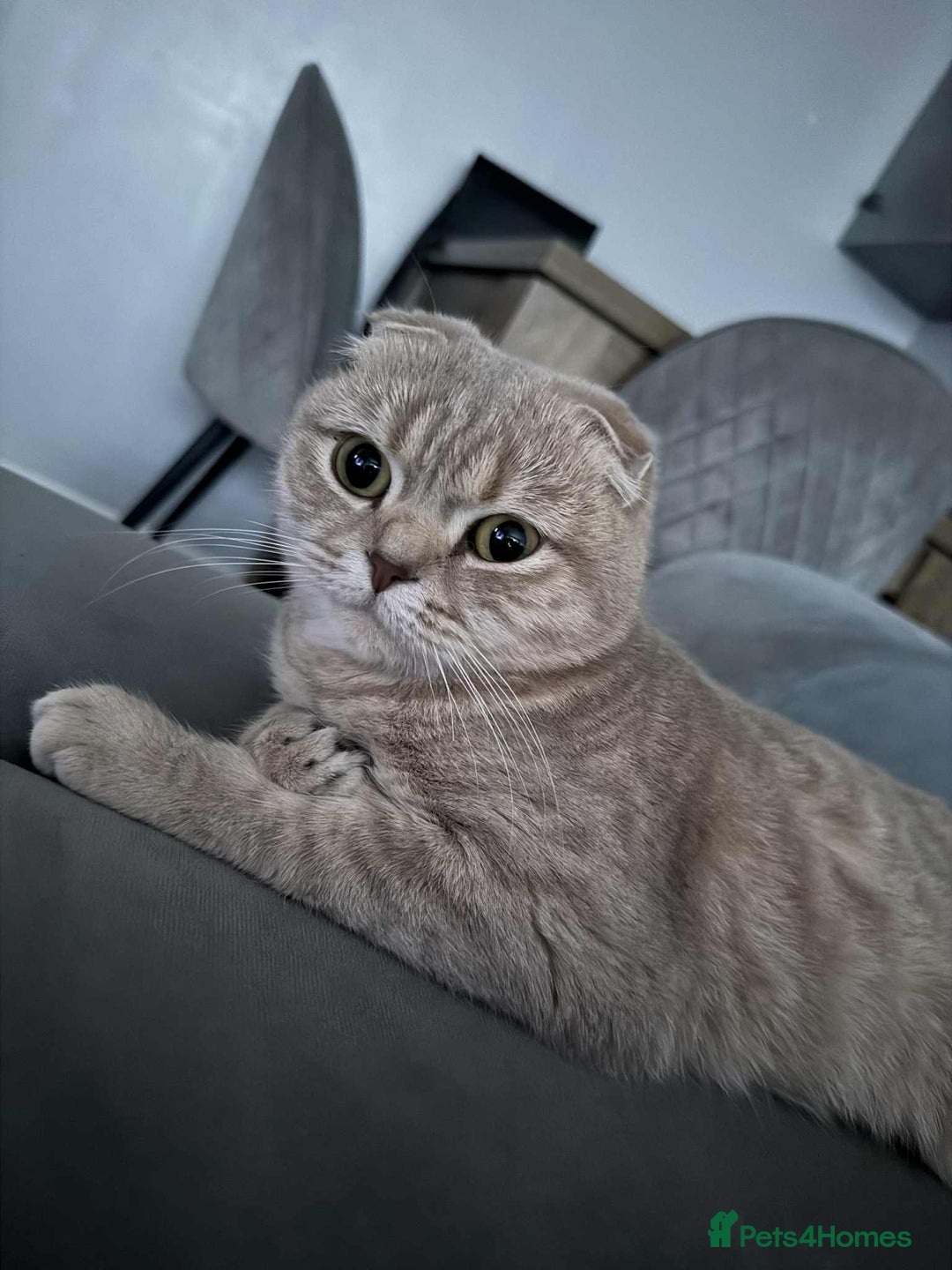 Scottish Fold cats for sale: Scottish Fold/Straight Kittens - Advert 9