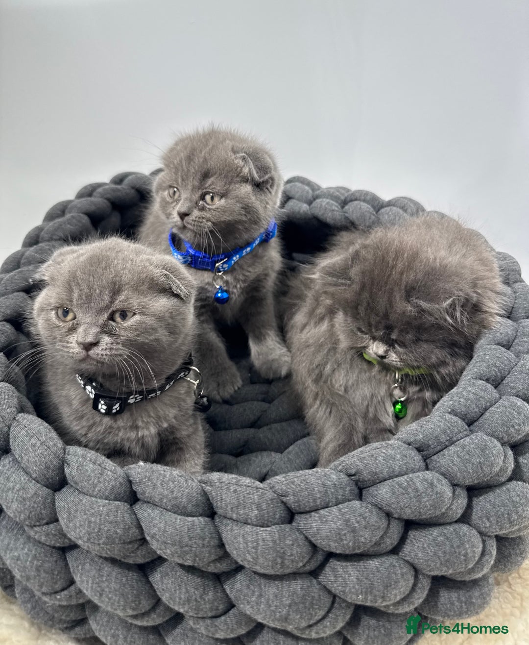 British Shorthair cats for sale: 6 stunning British Shorthair kittens  - Advert 6