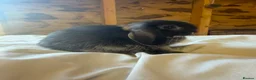Mini Lop rabbits for sale: 🖤Gorgeous pure bred black otter mini lops 🖤 - Advert 3
