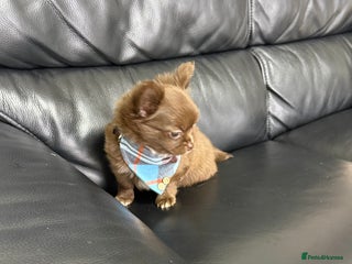 Chihuahua dogs Chihuahuas READY NOW - Advert 1