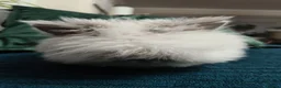 Lionhead rabbits for sale: Beautiful lion head bunnies for sale - Advert 4