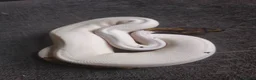 Snake reptiles for sale: Male Ball python  - Advert 2