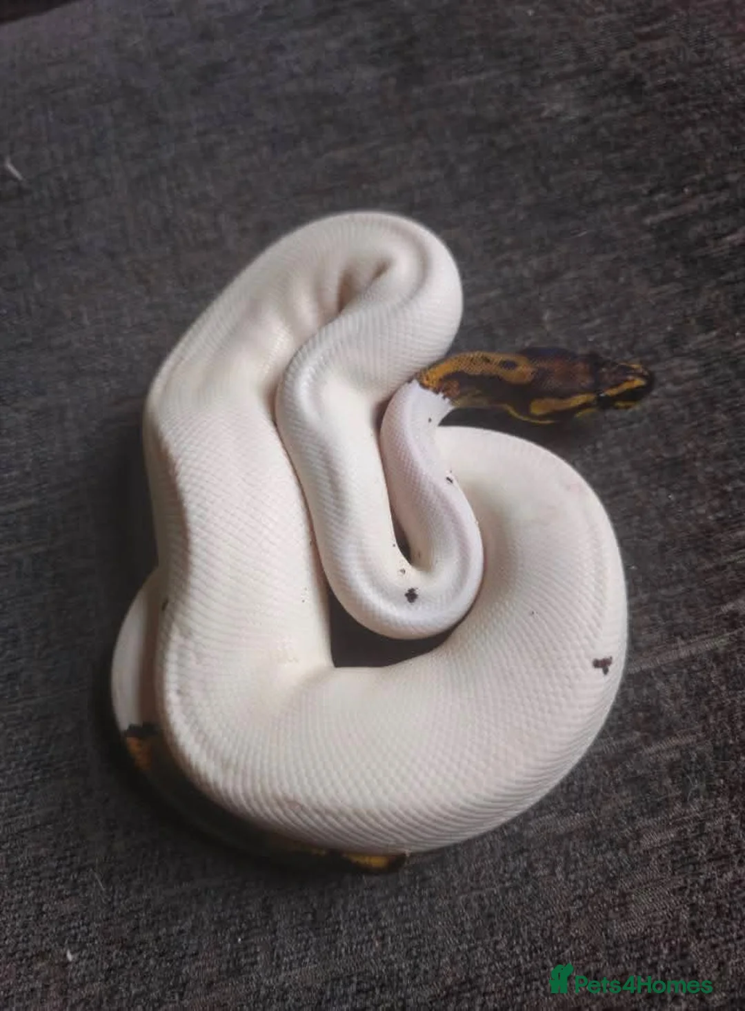 Snake reptiles for sale: Male Ball python  - Advert 2